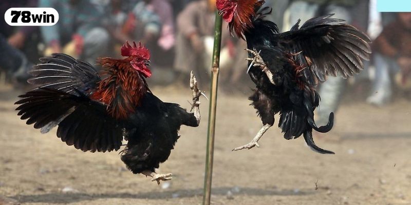 Bật mí kinh nghiệm chơi đá gà 888 bao thắng từ cao thủ